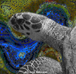 Turtle snapped in Marsa Alam, with manipulated giant clam... by Tanja Hofmann 